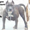 pocket bully amichetti